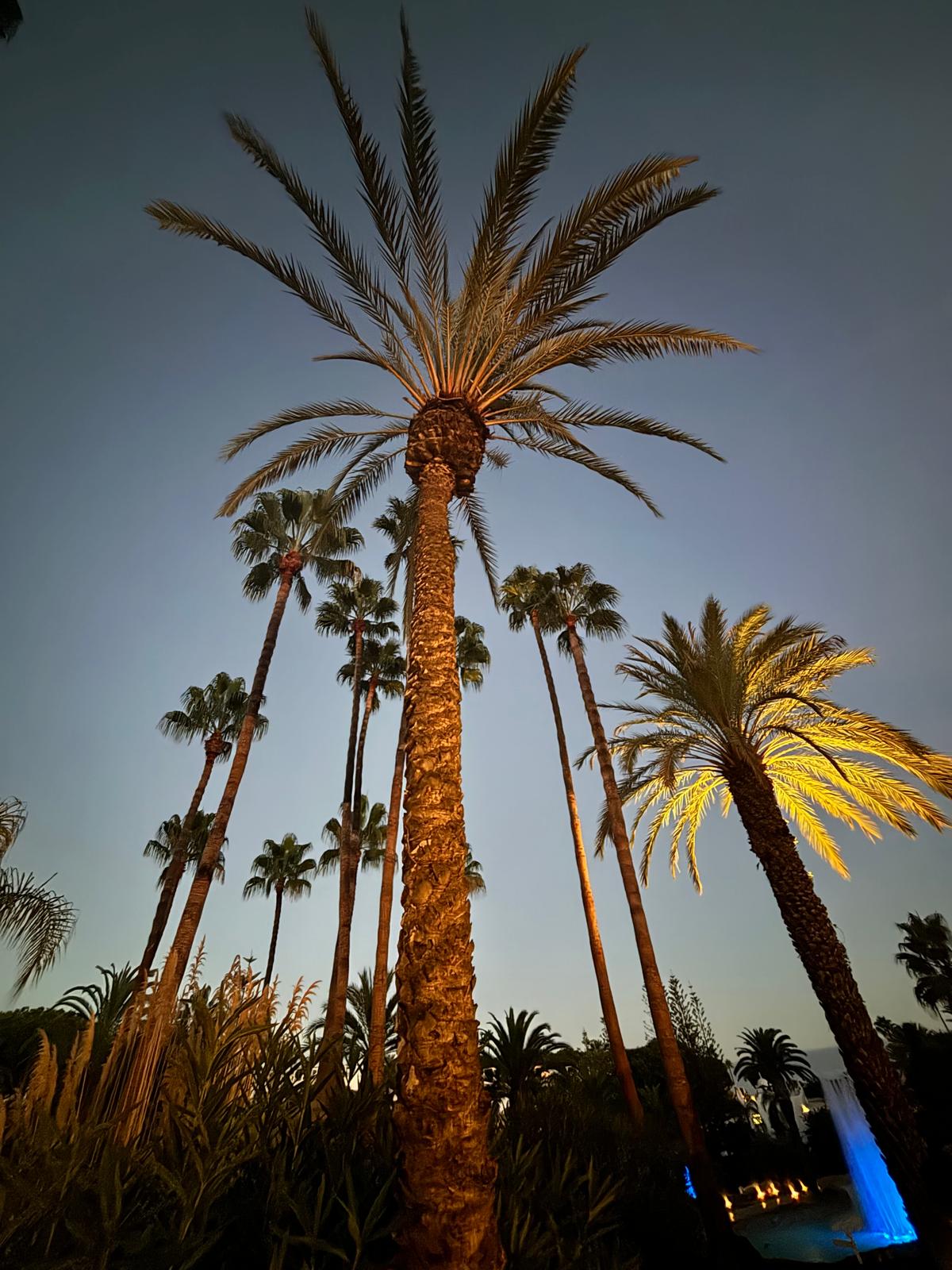 Palm trees in Portugal